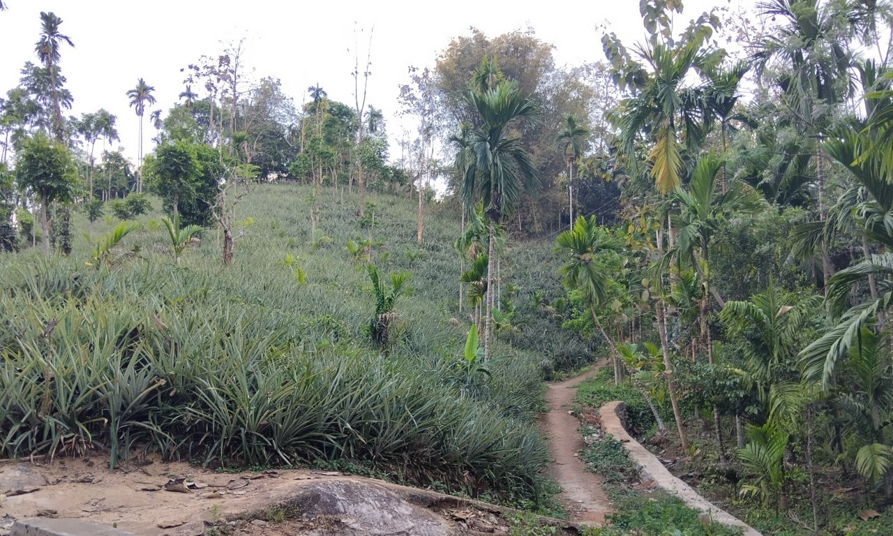 Walking Through the Pineapple Fields to Reach Patients Beyond
